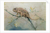 Chameleon, 1901 by Edwin John Alexander