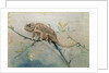 Chameleon, 1901 by Edwin John Alexander