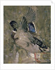 Mallard Rising by Joseph Crawhall