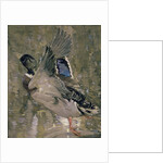 Mallard Rising by Joseph Crawhall