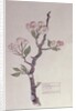 Apple, Walberswick, 1915 by Charles Rennie Mackintosh