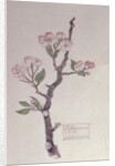Apple, Walberswick, 1915 by Charles Rennie Mackintosh