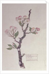 Apple, Walberswick, 1915 by Charles Rennie Mackintosh
