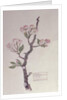 Apple, Walberswick, 1915 by Charles Rennie Mackintosh