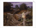 Barn Owl at Dawn, 1980 by Raymond Booth