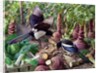Magpies in the Vegetable Garden by Raymond Booth