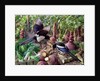 Magpies in the Vegetable Garden by Raymond Booth