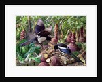 Magpies in the Vegetable Garden by Raymond Booth