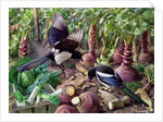 Magpies in the Vegetable Garden by Raymond Booth