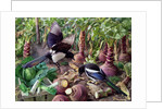 Magpies in the Vegetable Garden by Raymond Booth