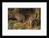 Badgers, 1982 by Raymond Booth