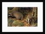 Badgers, 1982 by Raymond Booth