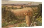 Hare in a Field, 1980 by Raymond Booth