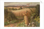 Hare in a Field, 1980 by Raymond Booth