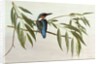 Kingfisher, 1974 by Raymond Booth