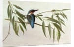 Kingfisher, 1974 by Raymond Booth