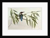 Kingfisher, 1974 by Raymond Booth