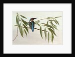Kingfisher, 1974 by Raymond Booth