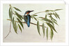 Kingfisher, 1974 by Raymond Booth