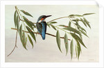Kingfisher, 1974 by Raymond Booth