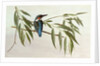 Kingfisher, 1974 by Raymond Booth