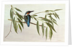 Kingfisher, 1974 by Raymond Booth