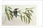 Kingfisher, 1974 by Raymond Booth