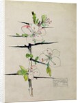 Blackthorn, Chiddingstone, Kent, 1910 by Charles Rennie & MacDonald Mackintosh Margaret (1864-1933) Mackintosh