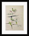 Blackthorn, Chiddingstone, Kent, 1910 by Charles Rennie & MacDonald Mackintosh Margaret (1864-1933) Mackintosh