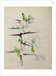 Blackthorn, Chiddingstone, Kent, 1910 by Charles Rennie & MacDonald Mackintosh Margaret (1864-1933) Mackintosh