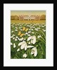 Snowdrop Day, Hatfield House, 1999 by Frances Broomfield