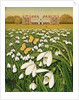 Snowdrop Day, Hatfield House, 1999 by Frances Broomfield