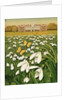 Snowdrop Day, Hatfield House, 1999 by Frances Broomfield