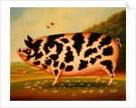Old Spot Pig, 1998 by Frances Broomfield