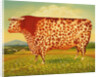 The Great Bull, 1998 by Frances Broomfield
