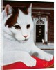 Wilberforce, the Number 10 Cat, 1987 by Frances Broomfield