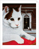Wilberforce, the Number 10 Cat, 1987 by Frances Broomfield