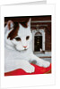 Wilberforce, the Number 10 Cat, 1987 by Frances Broomfield