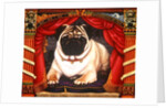 Nabokov's Pug, 2006 by Frances Broomfield