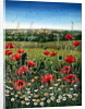 Oxford / Poppies, 1983 by Frances Broomfield