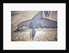 The Dolphin Fresco by Minoan Minoan
