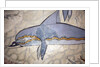 The Dolphin Fresco by Minoan Minoan