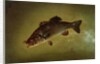 Black Bass, 1872 by Gurdon Trumbull