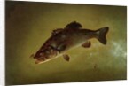 Black Bass, 1872 by Gurdon Trumbull