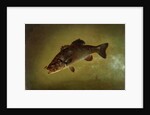 Black Bass, 1872 by Gurdon Trumbull