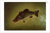 Black Bass, 1872 by Gurdon Trumbull