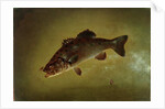 Black Bass, 1872 by Gurdon Trumbull
