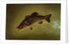 Black Bass, 1872 by Gurdon Trumbull
