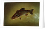 Black Bass, 1872 by Gurdon Trumbull