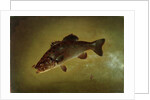 Black Bass, 1872 by Gurdon Trumbull